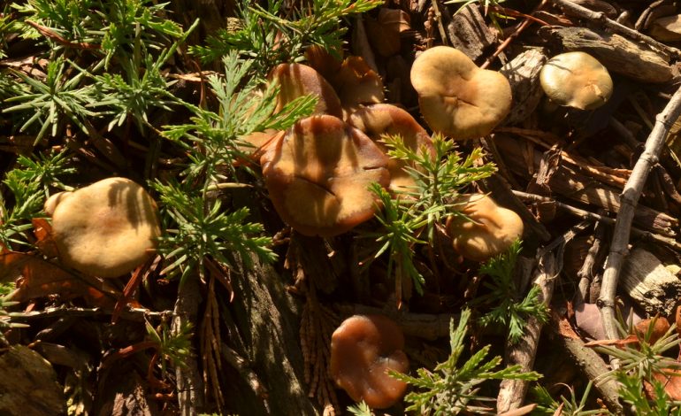 Dry caps of Psilocybe cyanescens